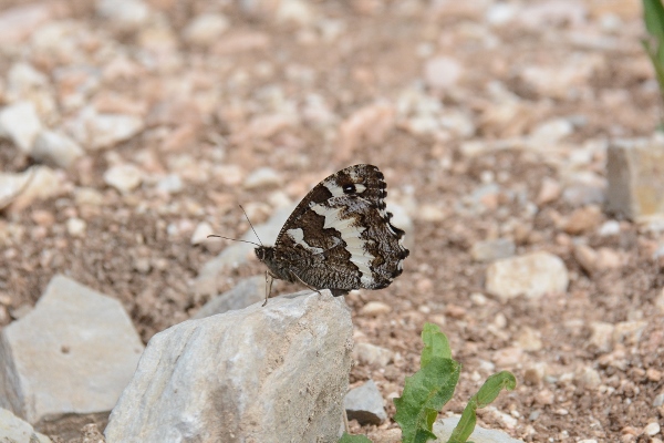 Brintesia circe ?